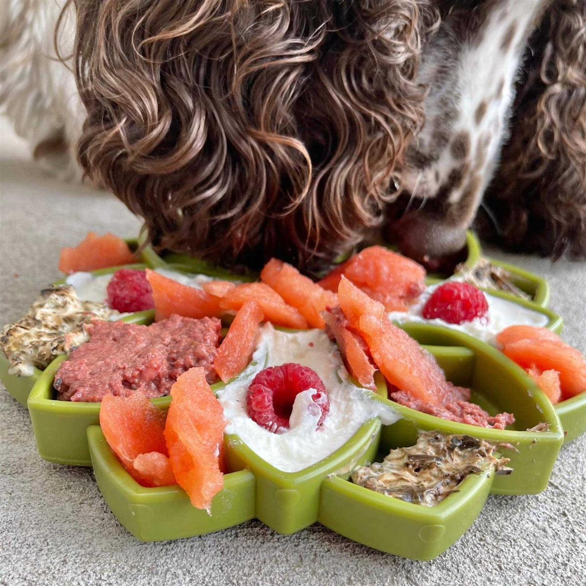 Mandala Design Enrichment Tray for Dogs G126