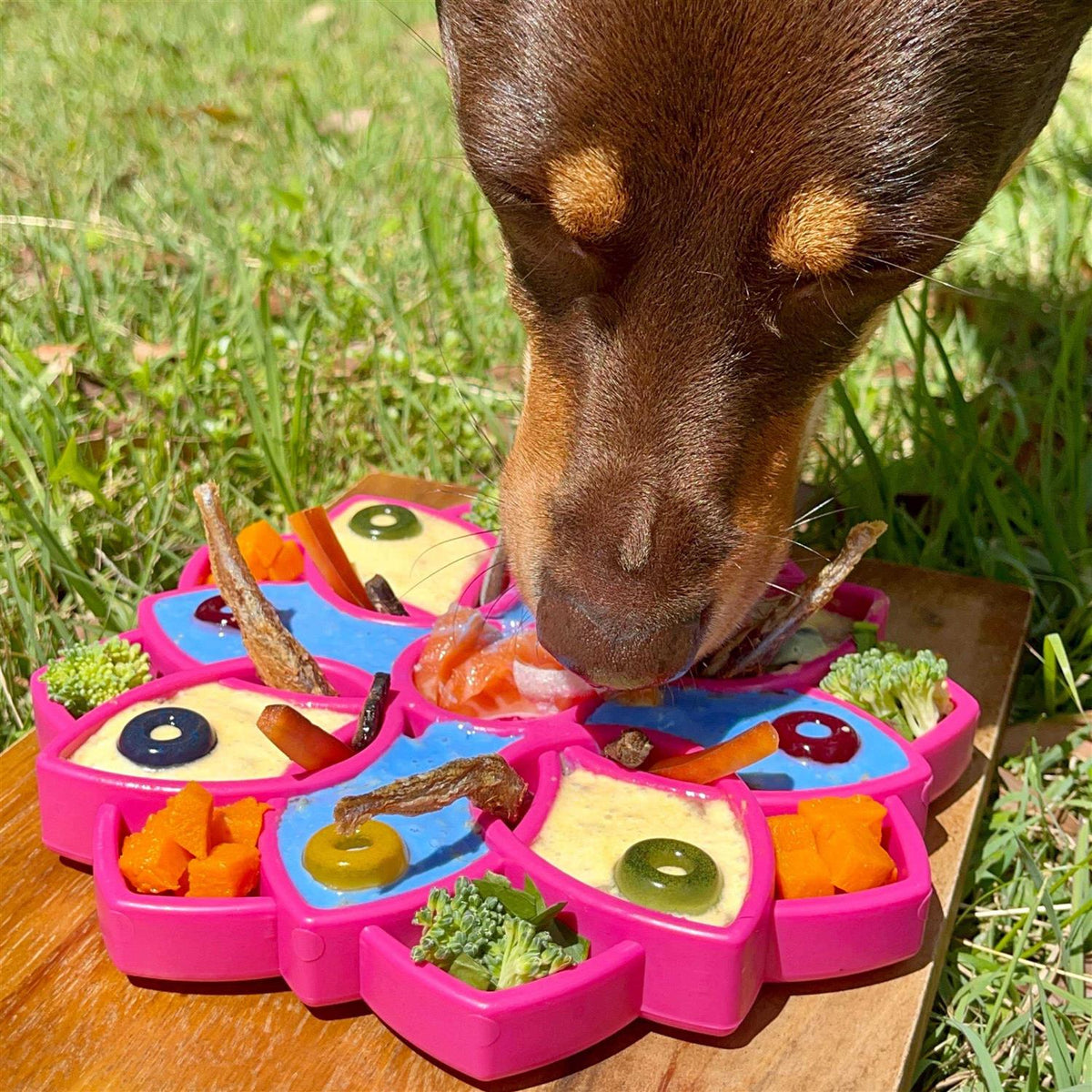 Mandala Design Enrichment Tray for Dogs G126