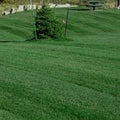 Kentucky Bluegrass 50 lbs T9010