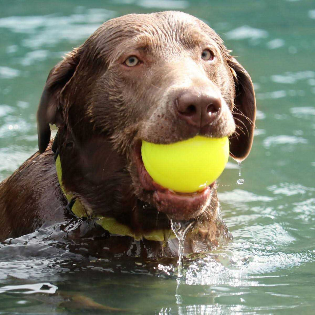 Dog Toy Ball P254862